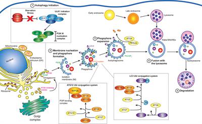 Interfering with Autophagy: The Opposing Strategies Deployed by Legionella pneumophila and Coxiella burnetii Effector Proteins